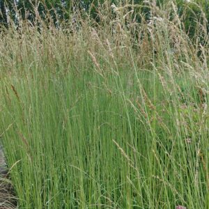 Molinia caerulea 'Dauerstrahl'