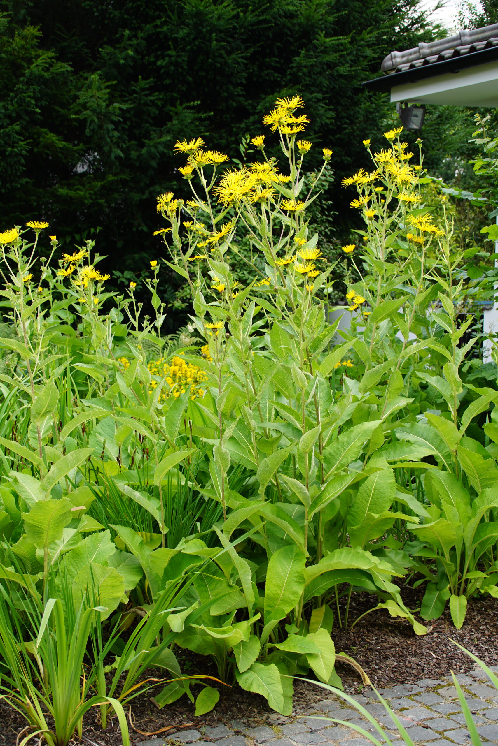 Inula helenium – Bild 2