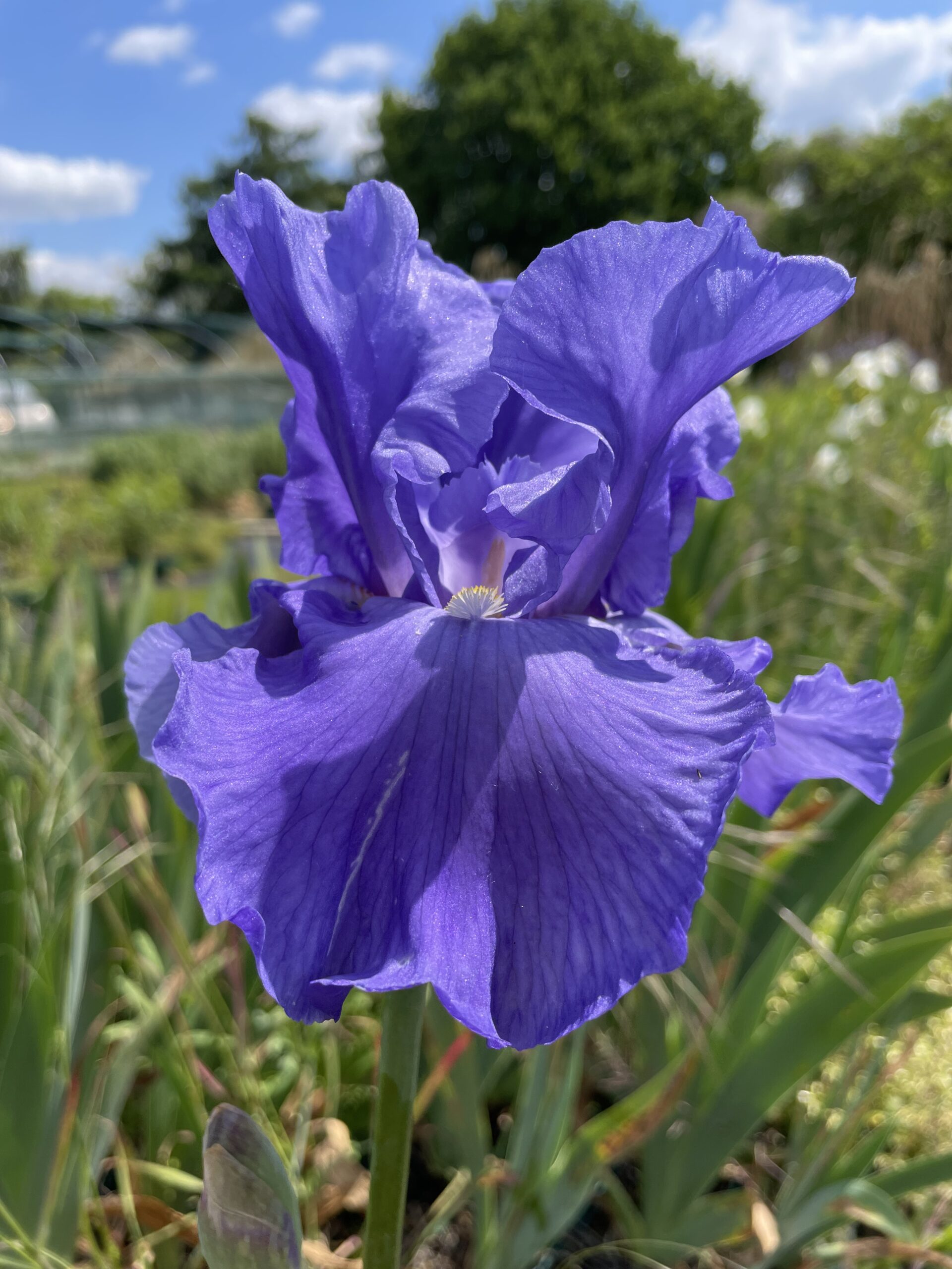 Iris x barbata-elatior 'Blue Luster'