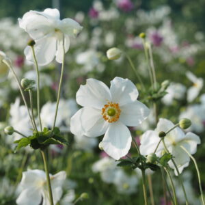Anemone japonica 'Honorine Jobert'