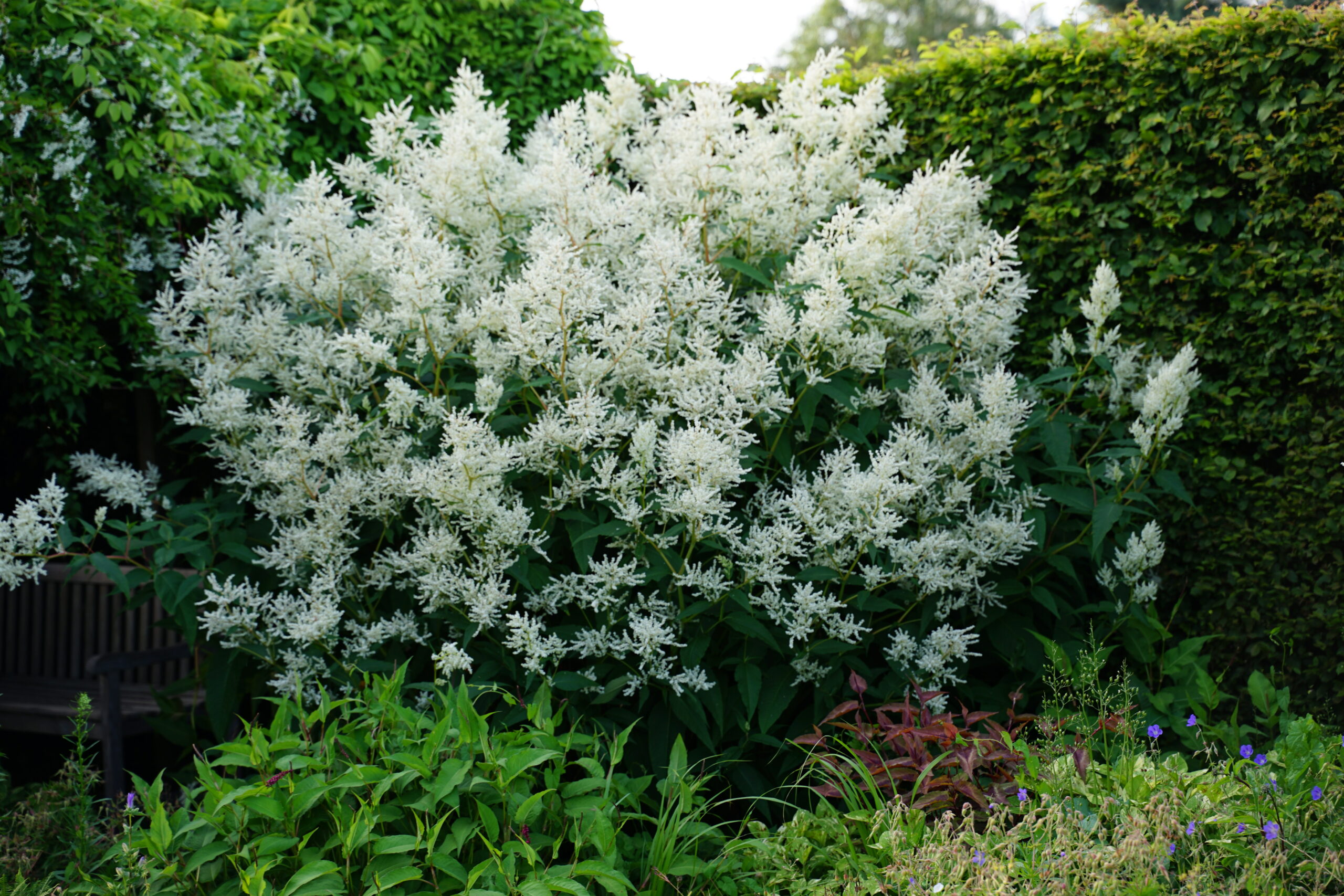 Persicaria x cult. 'Johanniswolke' – Bild 2