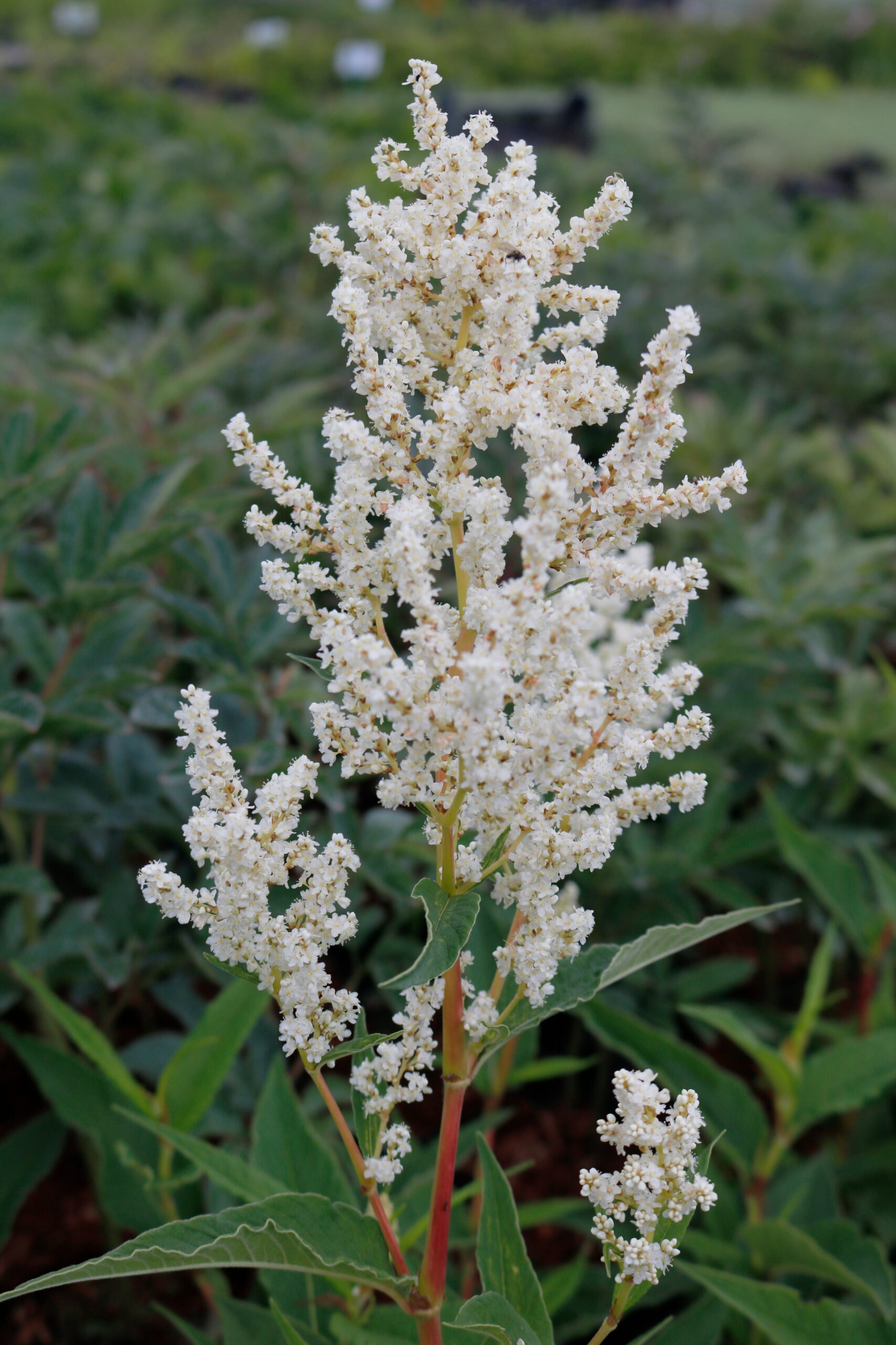 Persicaria x cult. 'Johanniswolke' – Bild 3