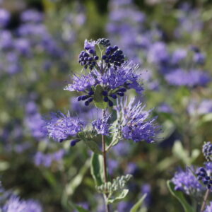 Caryopteris x cland. 'Heavenly Blue'