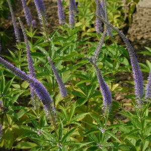 Veronicastrum sibiricum 'Apollo'