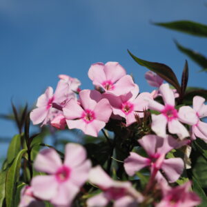 Phlox paniculata 'Landhochzeit'