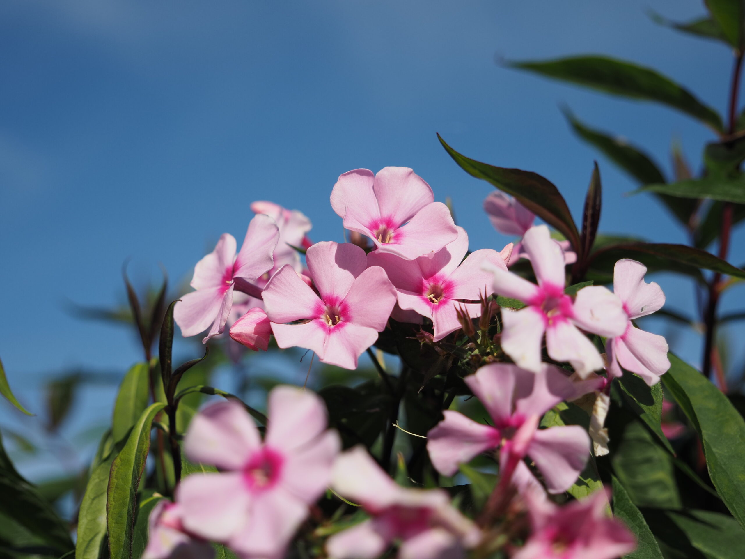 Phlox paniculata 'Landhochzeit'