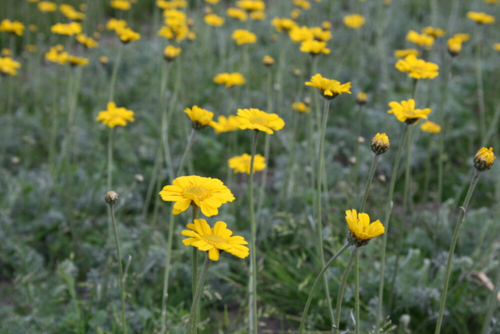 Anthemis marschalliana